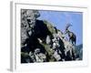 Alpine Ibex,Niederhorn, Interlaken, Switzerland-Rolf Nussbaumer-Framed Photographic Print