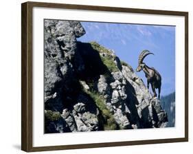 Alpine Ibex,Niederhorn, Interlaken, Switzerland-Rolf Nussbaumer-Framed Photographic Print