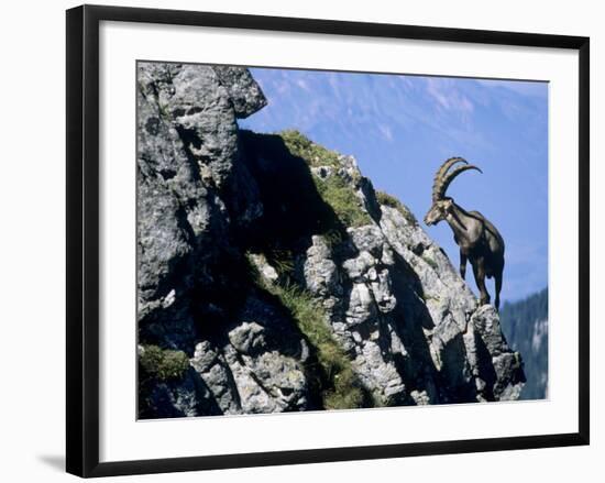 Alpine Ibex,Niederhorn, Interlaken, Switzerland-Rolf Nussbaumer-Framed Photographic Print