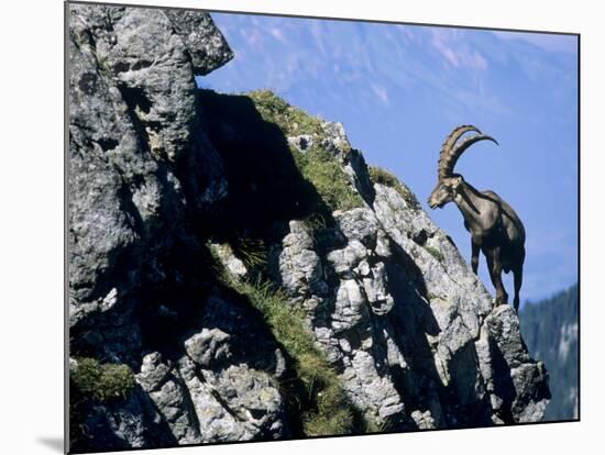 Alpine Ibex,Niederhorn, Interlaken, Switzerland-Rolf Nussbaumer-Mounted Photographic Print