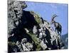 Alpine Ibex,Niederhorn, Interlaken, Switzerland-Rolf Nussbaumer-Mounted Photographic Print