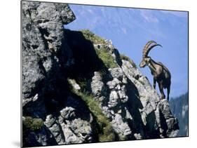 Alpine Ibex,Niederhorn, Interlaken, Switzerland-Rolf Nussbaumer-Mounted Photographic Print