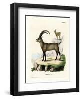 Alpine Ibex-null-Framed Premium Giclee Print