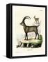 Alpine Ibex-null-Framed Stretched Canvas