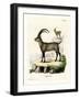 Alpine Ibex-null-Framed Giclee Print