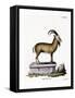 Alpine Ibex-null-Framed Stretched Canvas