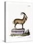 Alpine Ibex-null-Stretched Canvas