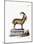 Alpine Ibex-null-Mounted Giclee Print