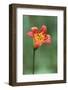 Alpine lily, Yosemite National Park, California-Adam Jones-Framed Photographic Print