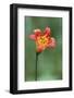 Alpine lily, Yosemite National Park, California-Adam Jones-Framed Photographic Print