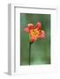 Alpine lily, Yosemite National Park, California-Adam Jones-Framed Photographic Print