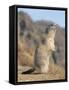 Alpine Marmot Calling, Switzerland-Rolf Nussbaumer-Framed Stretched Canvas