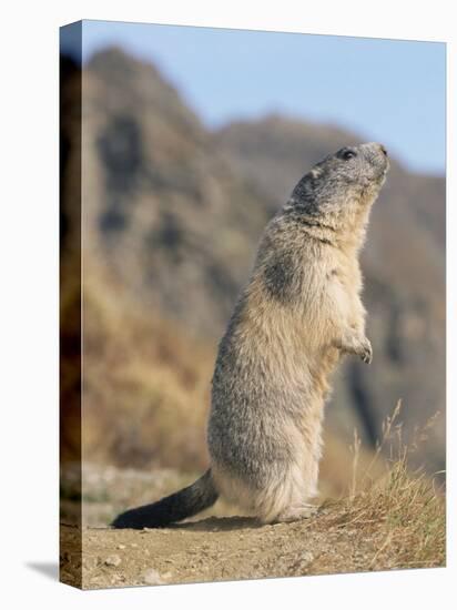 Alpine Marmot Calling, Switzerland-Rolf Nussbaumer-Stretched Canvas