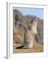 Alpine Marmot Calling, Switzerland-Rolf Nussbaumer-Framed Photographic Print