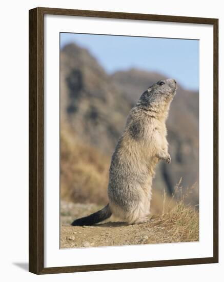 Alpine Marmot Calling, Switzerland-Rolf Nussbaumer-Framed Photographic Print