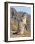 Alpine Marmot Calling, Switzerland-Rolf Nussbaumer-Framed Photographic Print