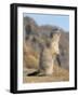 Alpine Marmot Calling, Switzerland-Rolf Nussbaumer-Framed Photographic Print