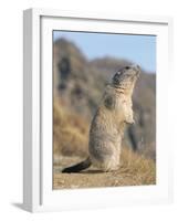 Alpine Marmot Calling, Switzerland-Rolf Nussbaumer-Framed Photographic Print