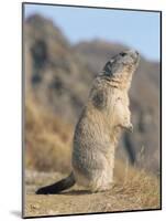 Alpine Marmot Calling, Switzerland-Rolf Nussbaumer-Mounted Photographic Print