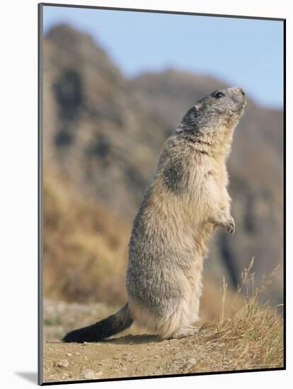 Alpine Marmot Calling, Switzerland-Rolf Nussbaumer-Mounted Photographic Print