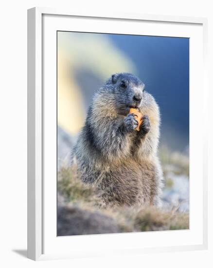 Alpine Marmot in the Hohe Tauern, Mount Grossglockner. Austria-Martin Zwick-Framed Photographic Print