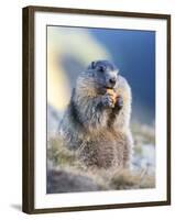 Alpine Marmot in the Hohe Tauern, Mount Grossglockner. Austria-Martin Zwick-Framed Photographic Print