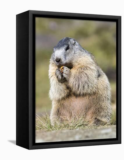 Alpine Marmot in the Hohe Tauern, Mount Grossglockner. Austria-Martin Zwick-Framed Stretched Canvas