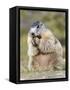 Alpine Marmot in the Hohe Tauern, Mount Grossglockner. Austria-Martin Zwick-Framed Stretched Canvas