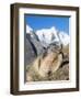 Alpine Marmot in the Hohe Tauern, Mount Grossglockner. Austria-Martin Zwick-Framed Photographic Print