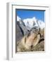 Alpine Marmot in the Hohe Tauern, Mount Grossglockner. Austria-Martin Zwick-Framed Photographic Print