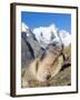 Alpine Marmot in the Hohe Tauern, Mount Grossglockner. Austria-Martin Zwick-Framed Photographic Print