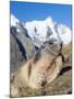 Alpine Marmot in the Hohe Tauern, Mount Grossglockner. Austria-Martin Zwick-Mounted Photographic Print