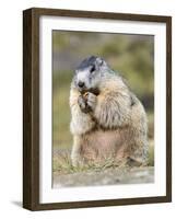 Alpine Marmot in the Hohe Tauern, Mount Grossglockner. Austria-Martin Zwick-Framed Photographic Print