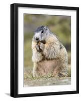 Alpine Marmot in the Hohe Tauern, Mount Grossglockner. Austria-Martin Zwick-Framed Photographic Print