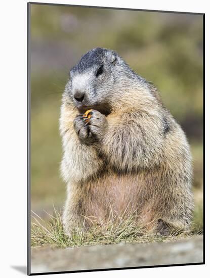 Alpine Marmot in the Hohe Tauern, Mount Grossglockner. Austria-Martin Zwick-Mounted Photographic Print