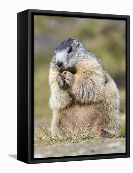 Alpine Marmot in the Hohe Tauern, Mount Grossglockner. Austria-Martin Zwick-Framed Stretched Canvas