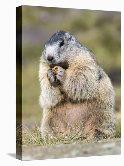 Alpine Marmot in the Hohe Tauern, Mount Grossglockner. Austria-Martin Zwick-Stretched Canvas