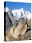 Alpine Marmot in the Hohe Tauern, Mount Grossglockner. Austria-Martin Zwick-Stretched Canvas