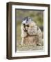 Alpine Marmot in the Hohe Tauern, Mount Grossglockner. Austria-Martin Zwick-Framed Photographic Print