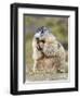 Alpine Marmot in the Hohe Tauern, Mount Grossglockner. Austria-Martin Zwick-Framed Photographic Print