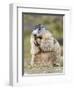 Alpine Marmot in the Hohe Tauern, Mount Grossglockner. Austria-Martin Zwick-Framed Photographic Print