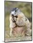 Alpine Marmot in the Hohe Tauern, Mount Grossglockner. Austria-Martin Zwick-Mounted Photographic Print