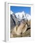 Alpine Marmot in the Hohe Tauern, Mount Grossglockner. Austria-Martin Zwick-Framed Photographic Print