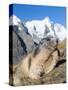 Alpine Marmot in the Hohe Tauern, Mount Grossglockner. Austria-Martin Zwick-Stretched Canvas