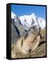 Alpine Marmot in the Hohe Tauern, Mount Grossglockner. Austria-Martin Zwick-Framed Stretched Canvas