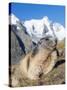 Alpine Marmot in the Hohe Tauern, Mount Grossglockner. Austria-Martin Zwick-Stretched Canvas