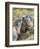 Alpine Marmot in the Hohe Tauern, Mount Grossglockner. Austria-Martin Zwick-Framed Photographic Print