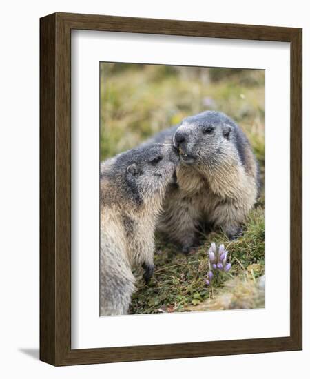 Alpine Marmot in the Hohe Tauern, Mount Grossglockner. Austria-Martin Zwick-Framed Photographic Print