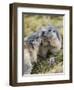 Alpine Marmot in the Hohe Tauern, Mount Grossglockner. Austria-Martin Zwick-Framed Photographic Print