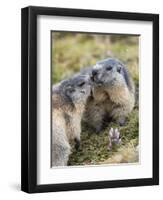 Alpine Marmot in the Hohe Tauern, Mount Grossglockner. Austria-Martin Zwick-Framed Photographic Print